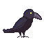 Crow